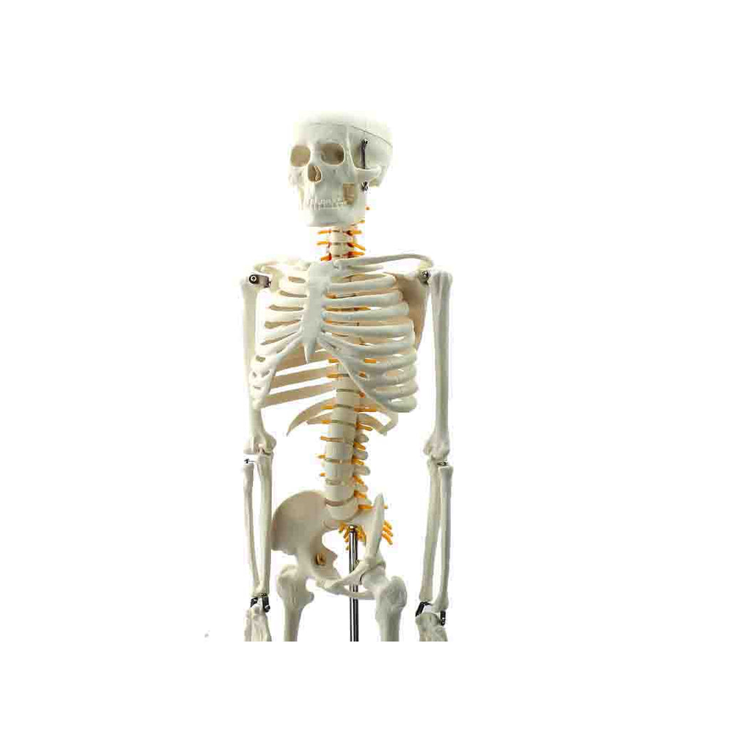 Half Size Skeleton Model with Spinal Nerves