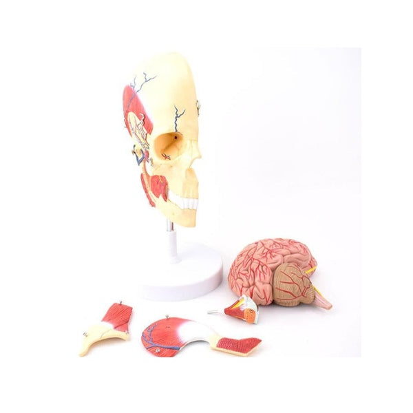 Half Skull Model with Masticatory Muscle, Brain, and Eyeball