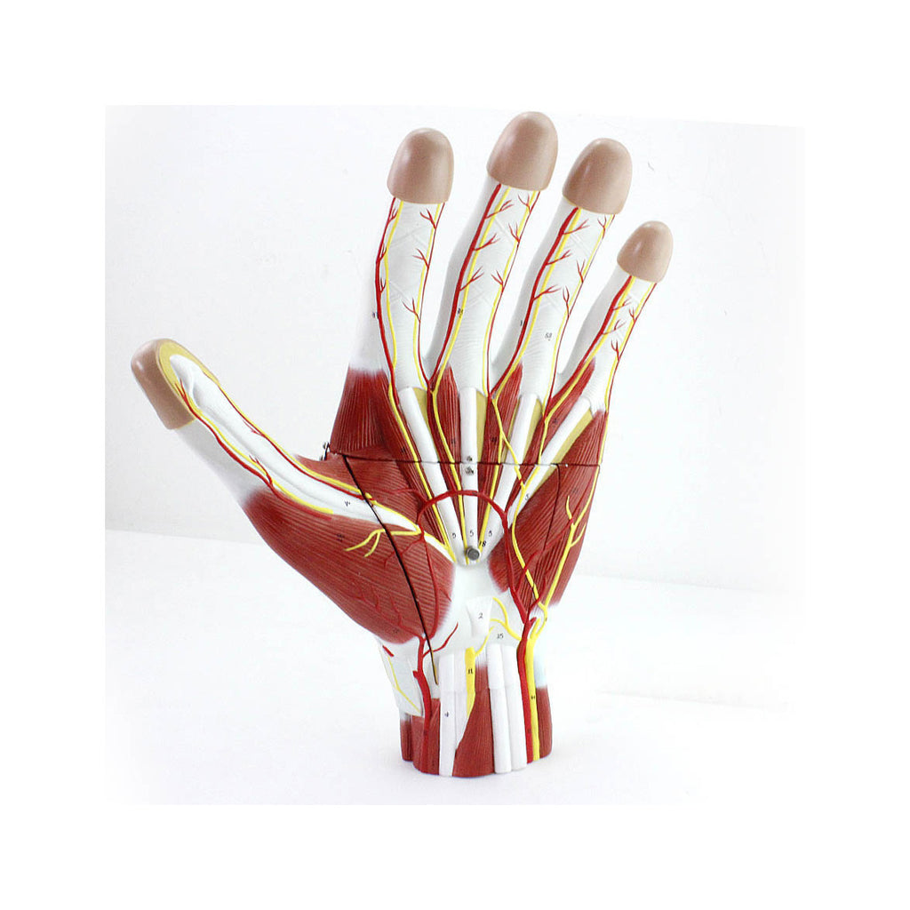 Hand Anatomy Model, 2X Life-Size, 3 Parts