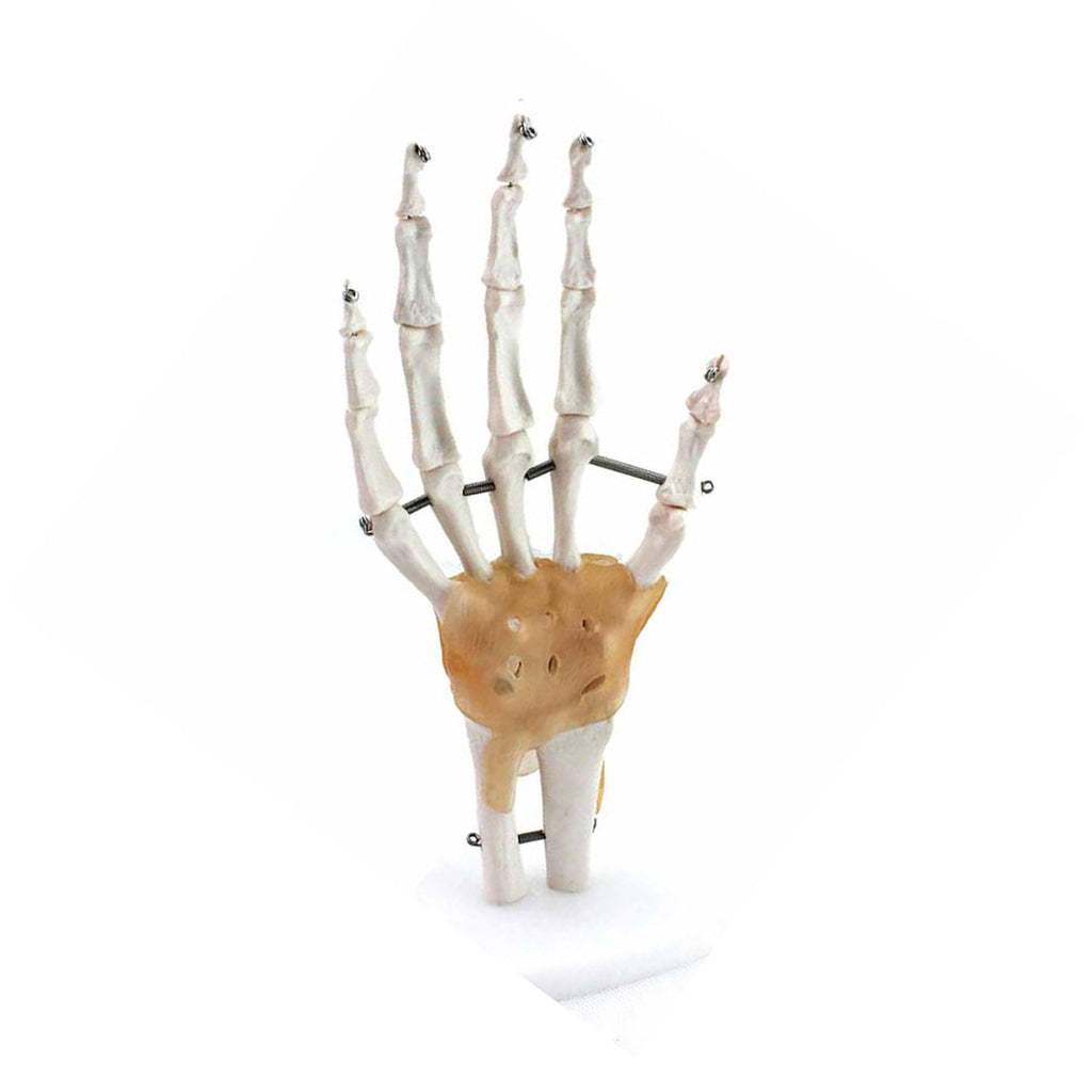 Hand and Wrist Model with Ligaments