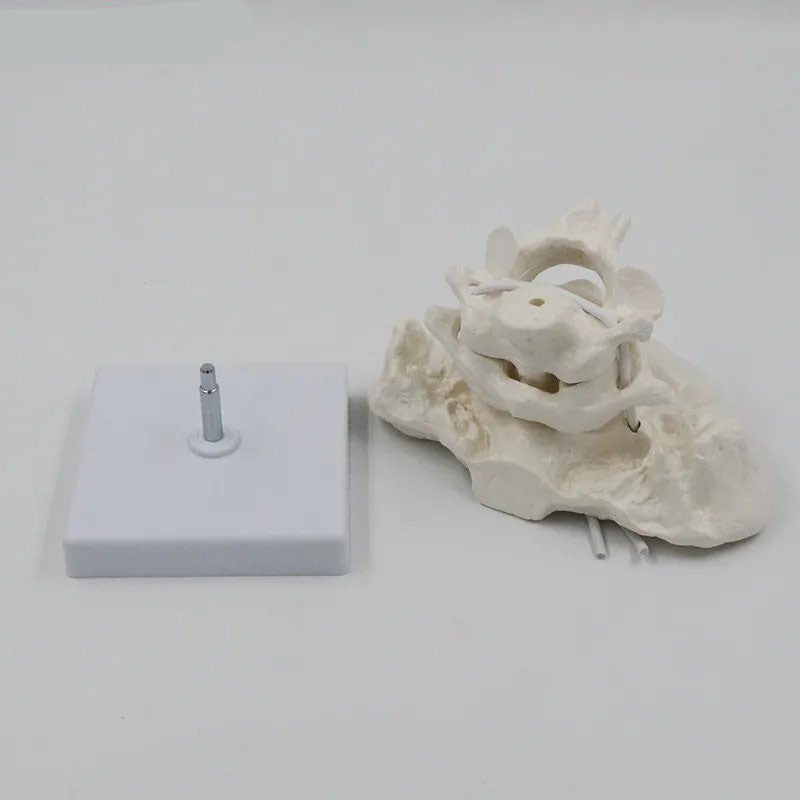 Head joint Model