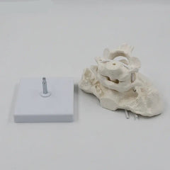 Head joint Model