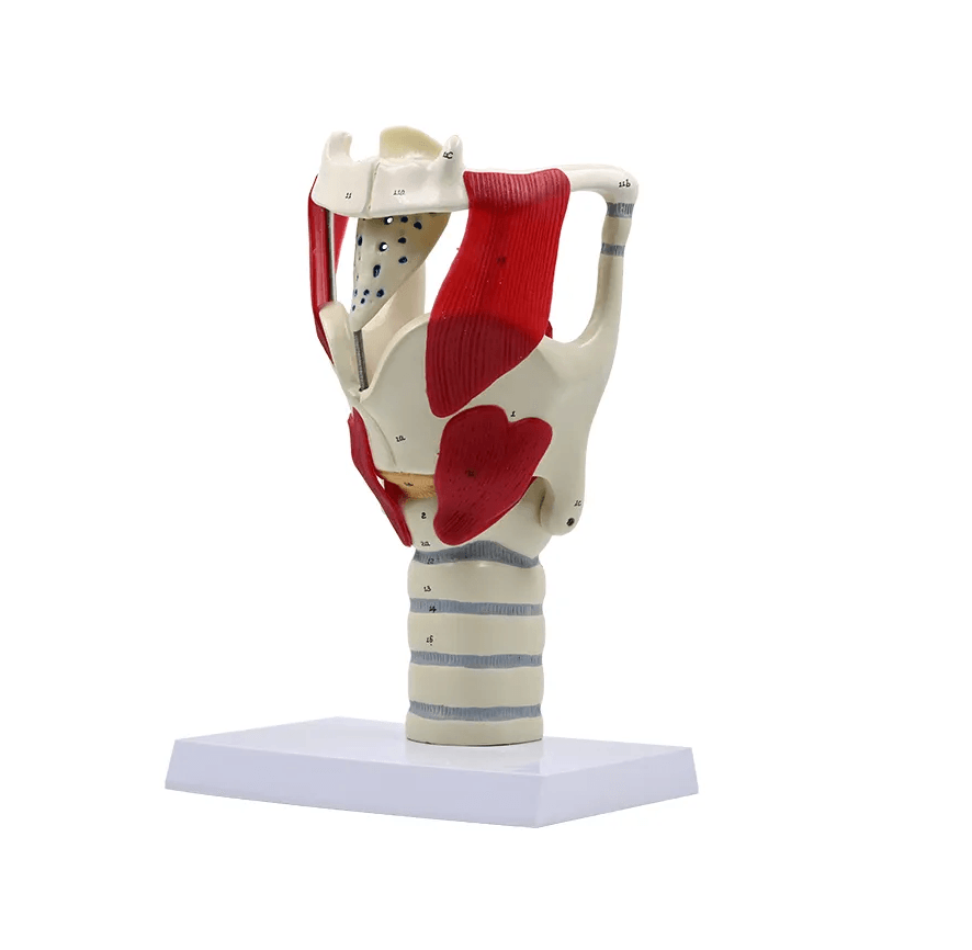 Functional Larynx Model, 3x Life-size