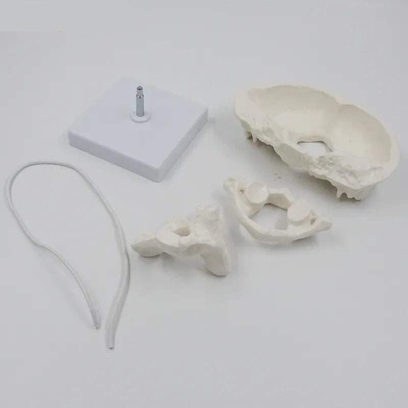 Head joint Model