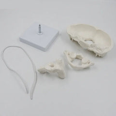 Head joint Model