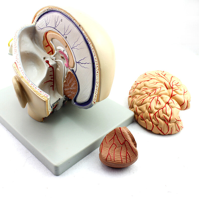 Explo Dissection Brain Head Model, Face and Brain Dissection Model – Dr Wong Anatomy