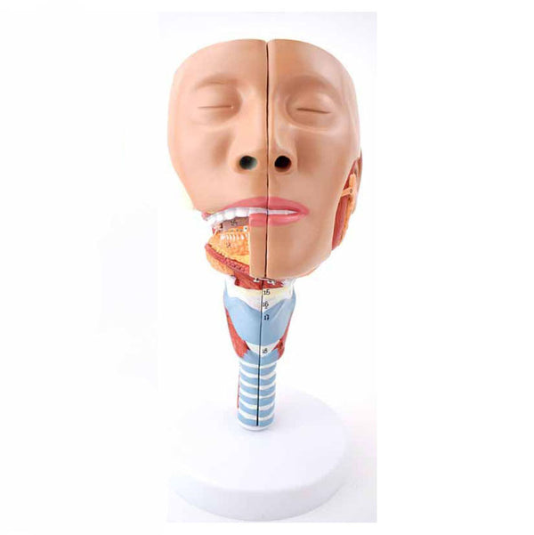 Head with Pharynx Muscles Model