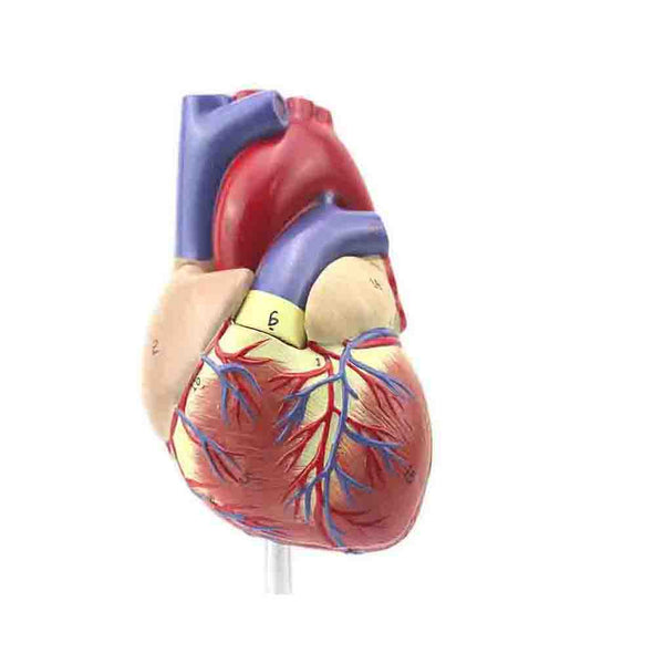 Human Heart Model, Life-Size, 2 Parts