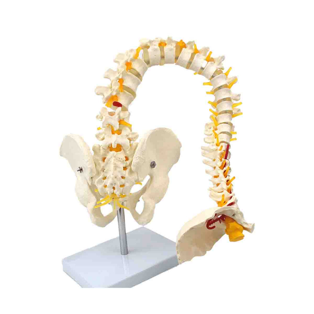 Highly Flexible Spine Model with Pelvis