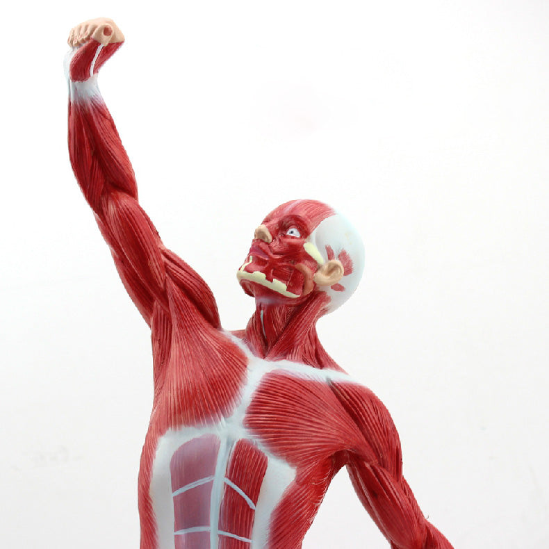 Human Muscular Figure Anatomy Model – Dr Wong Anatomy