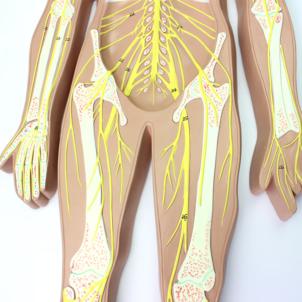 Human Nervous System Model – Dr Wong Anatomy