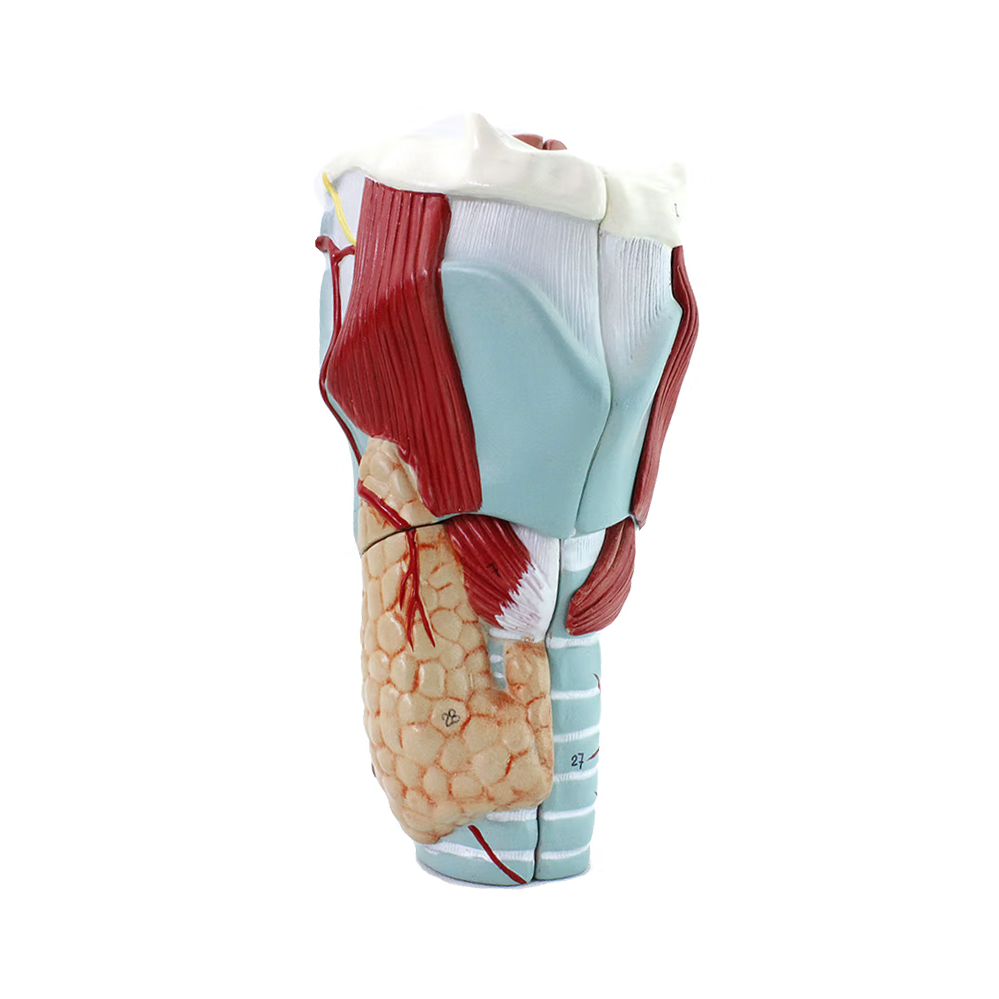 Larynx Model, 2X Life-Size, 5 Parts