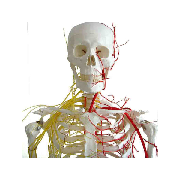 Life Size Skeleton Model with Nerves and Blood Vessels