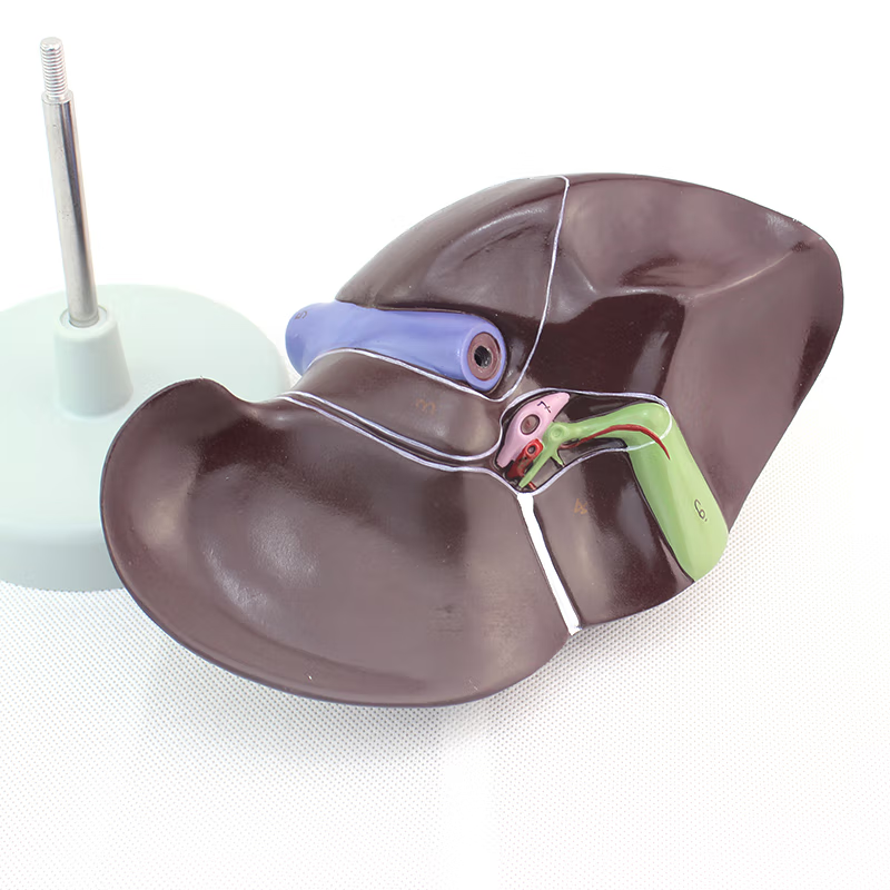 Gallbladder Lab Model Liver Model with Gall Bladder – Dr Wong Anatomy