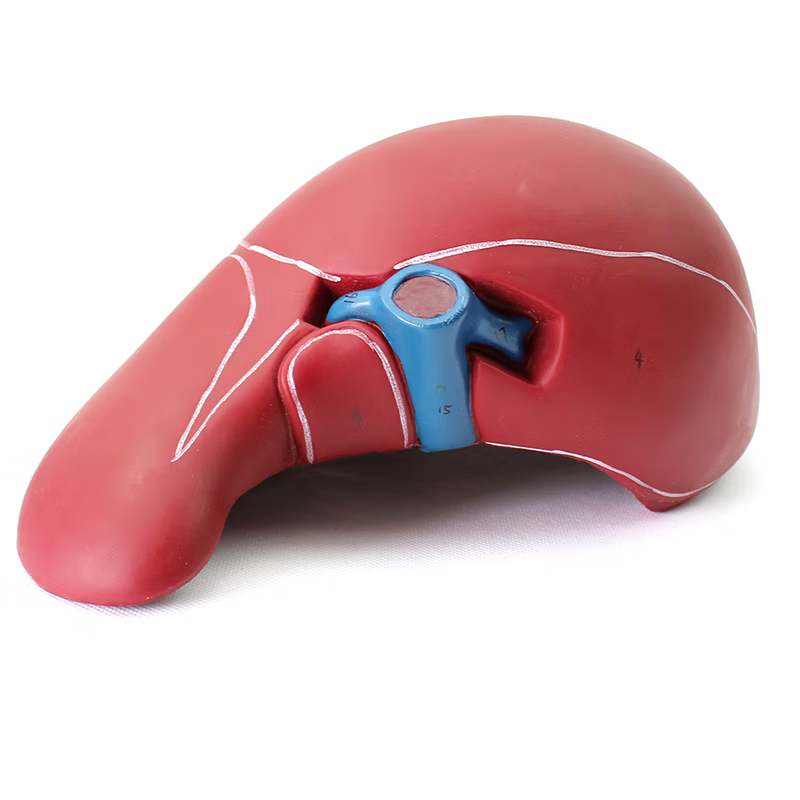 Liver and Gall Bladder Model，1.5X Life-Size – Dr Wong Anatomy