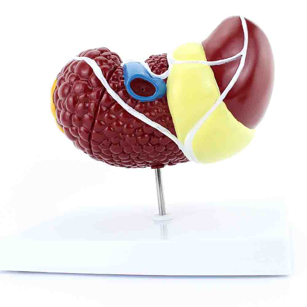 Liver with Pathologies Model