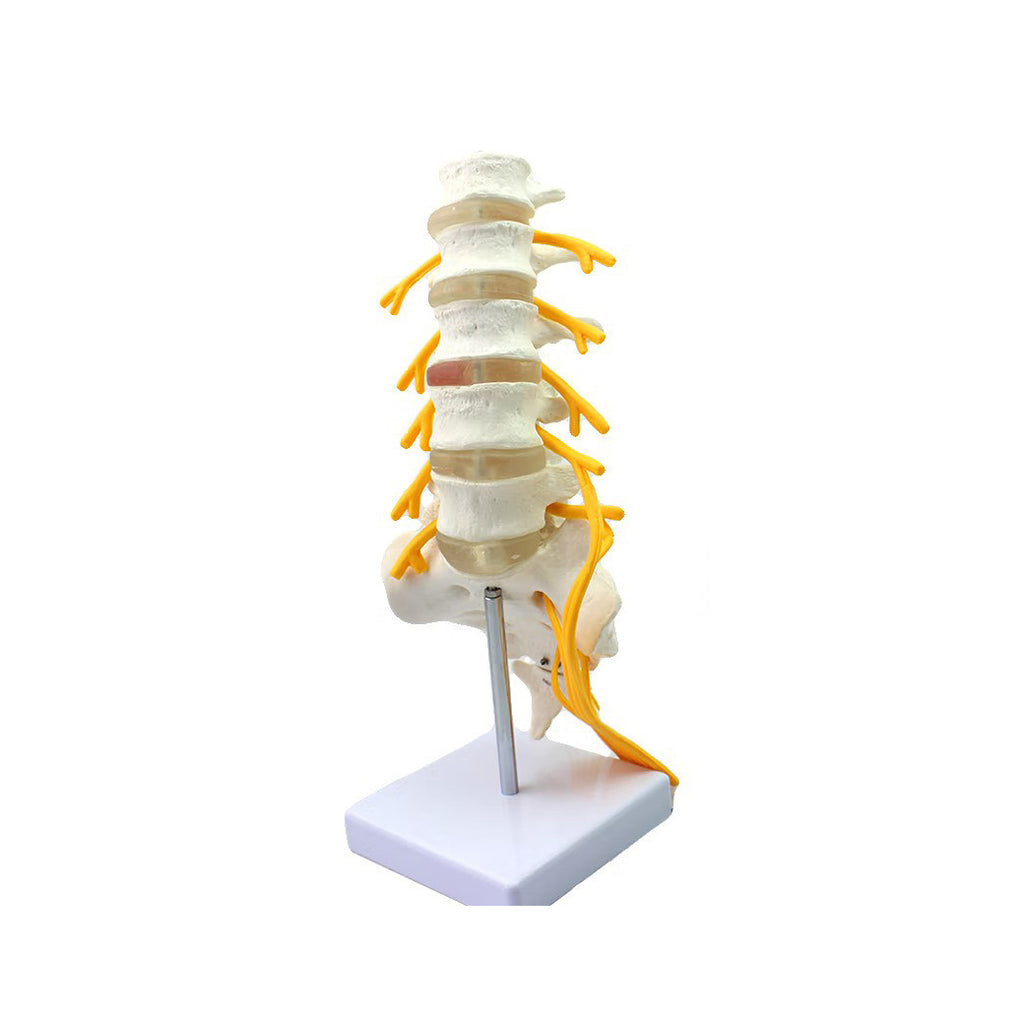 Lumbar Section with Sacrum and Spinal Nerves