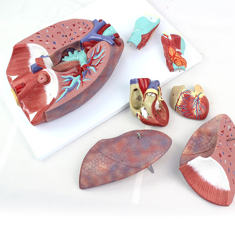 Lung Model with Larynx, 7 Part – Dr Wong Anatomy