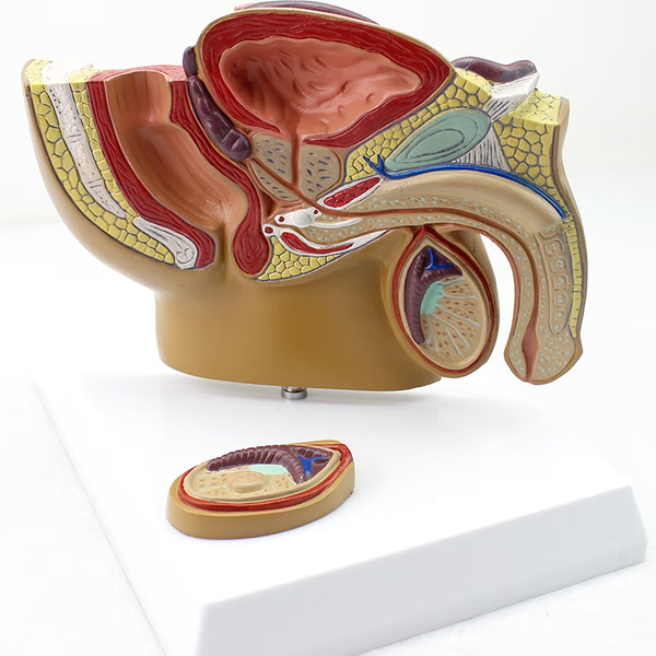 Male Pelvis Anatomical Model with Prostate
