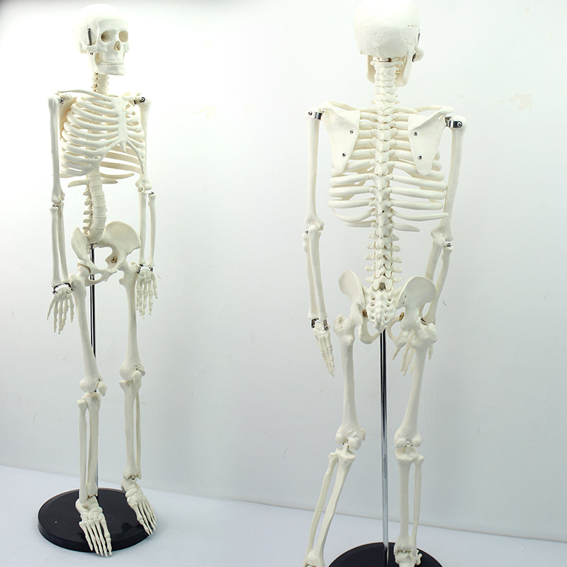 Mini Human Skeleton Model – Dr Wong Anatomy