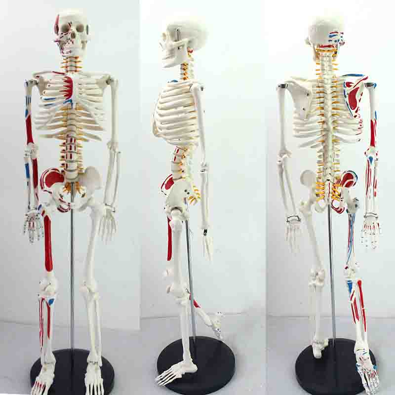 Mini Skeleton Model with Painted Muscles