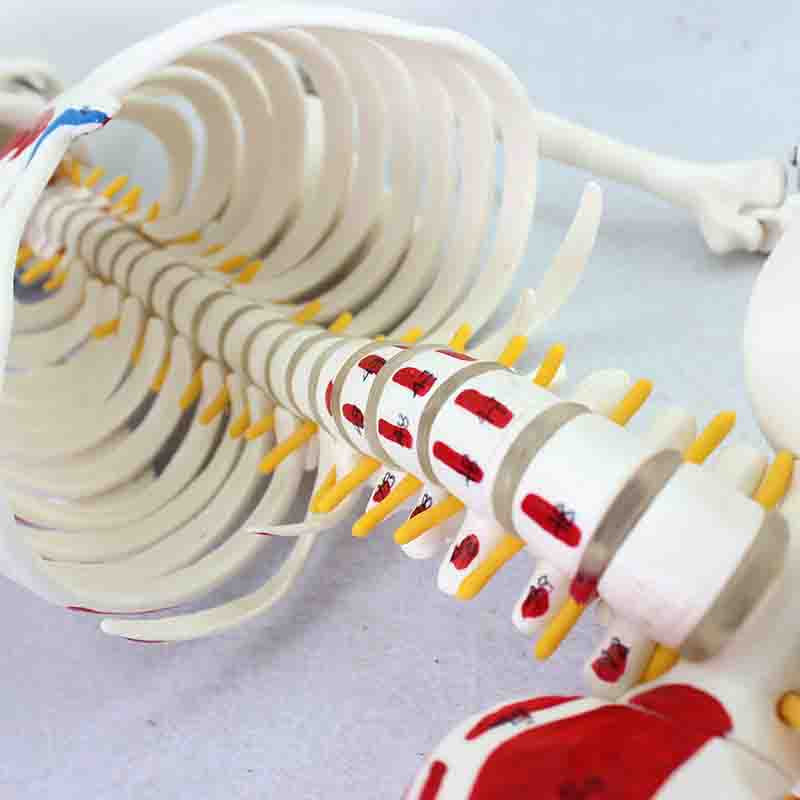 Mini Skeleton Model with Painted Muscles