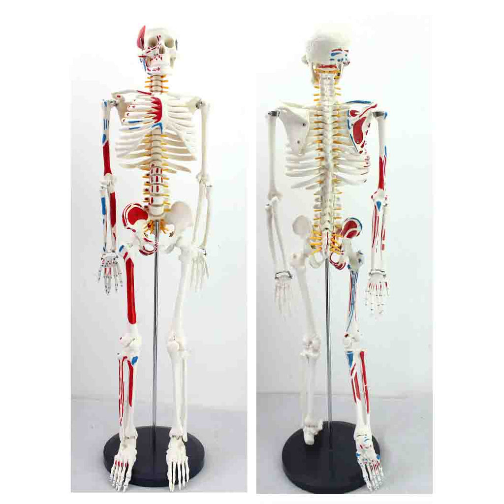 Mini Skeleton Model with Painted Muscles
