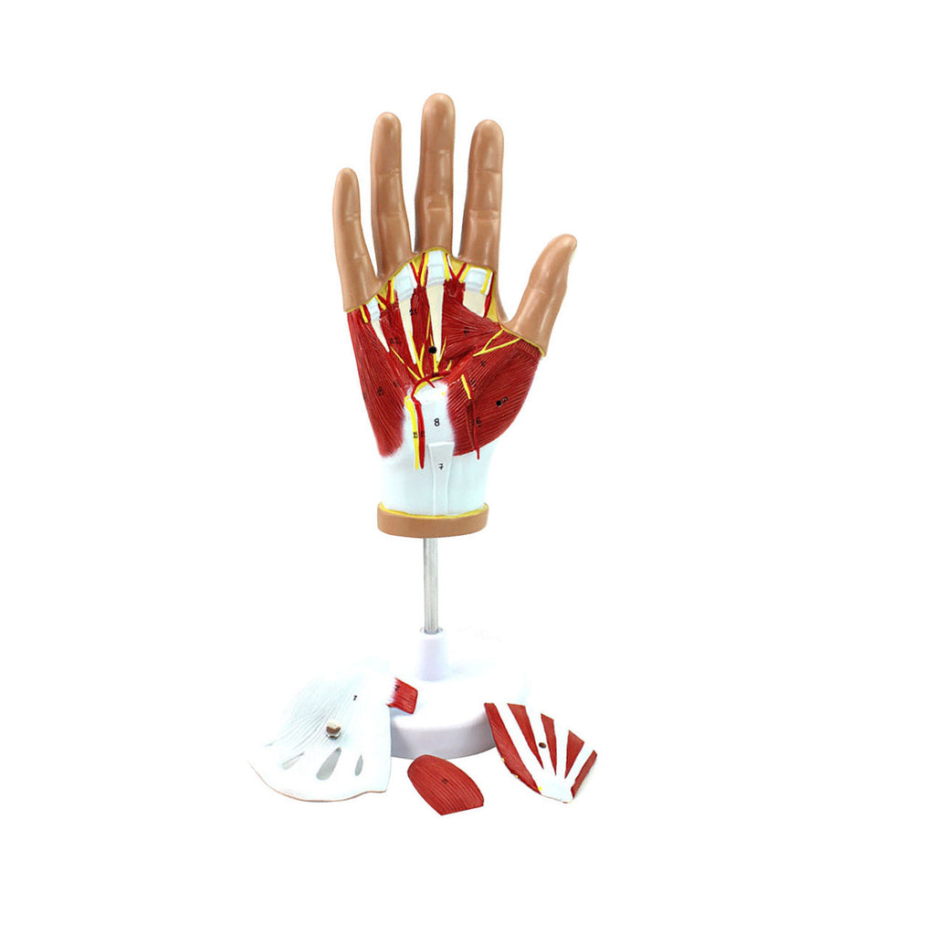 Muscles of Hand Model, 4 Parts