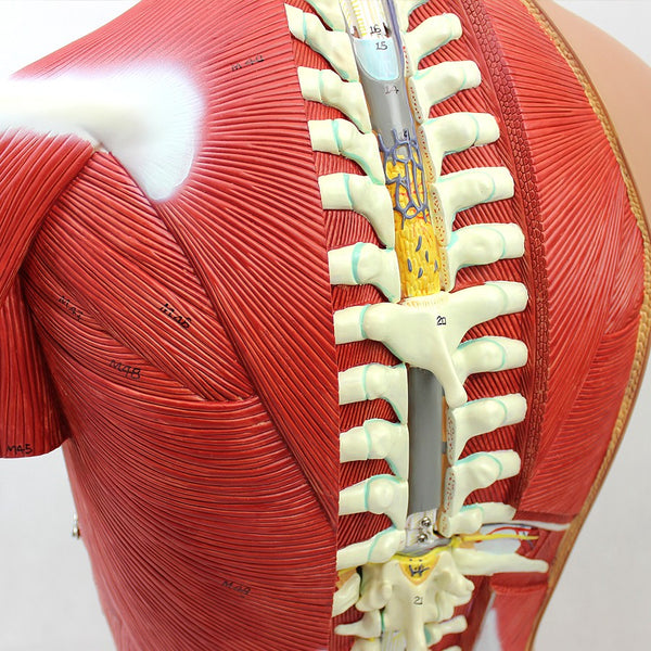 Muscular Torso Model, Open Back, 28 Parts – Dr Wong Anatomy