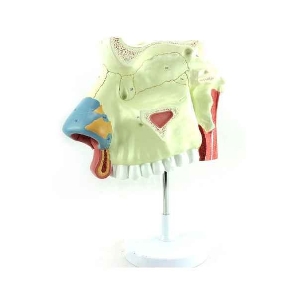 Nasal Cavity Model, 3X Life-Size, 3 Parts