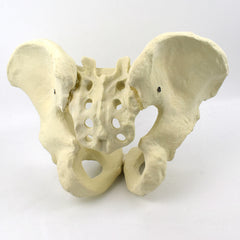 Advanced Pelvis Model for Orthopedic Training