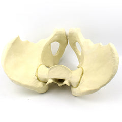 Advanced Pelvis Model for Orthopedic Training