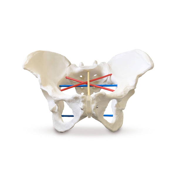 Pelvic Measurement Demonstration Model