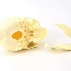 Advanced Skull Model for Surgical Training