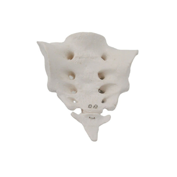 Sacrum with Coccyx Model