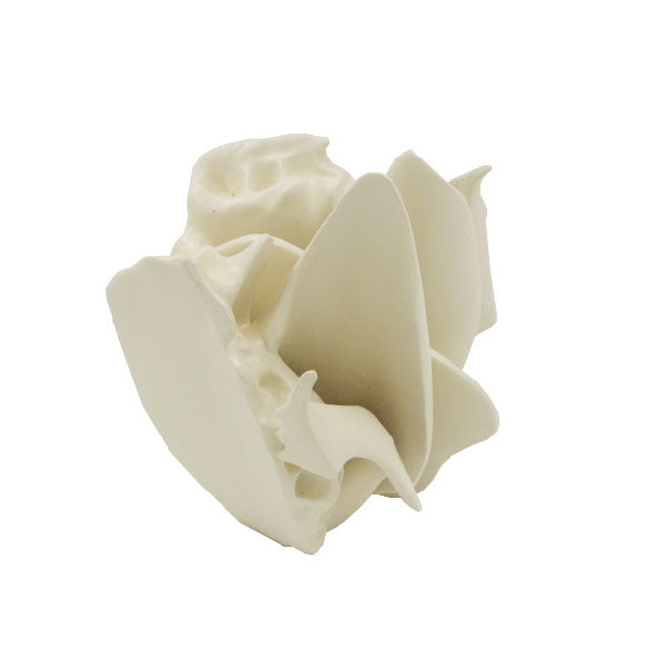 Ethmoid Bone Model