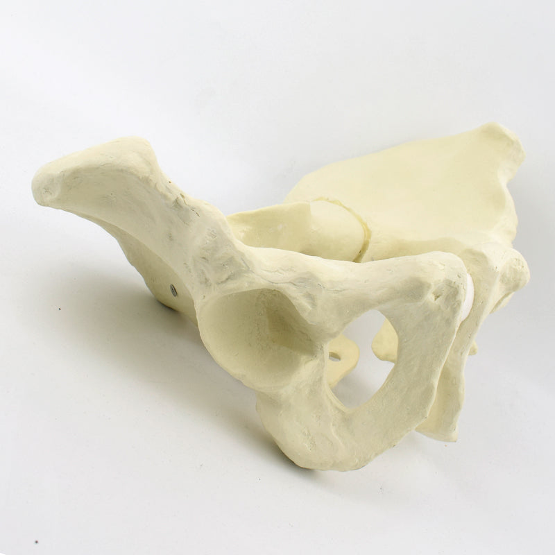 Advanced Pelvis Model for Orthopedic Training