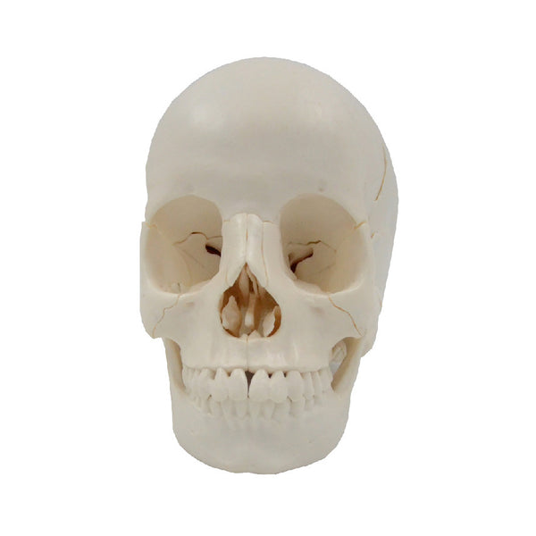 22 Part Skull Model with 8 Part Brain