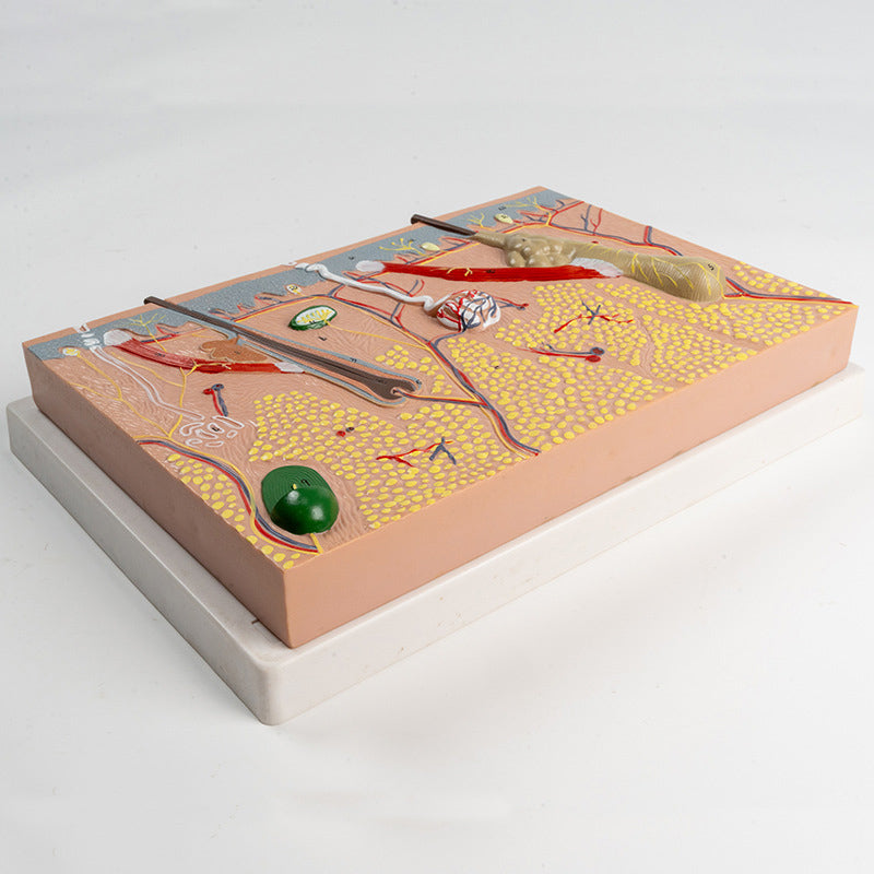Skin Section Model – Dr Wong Anatomy