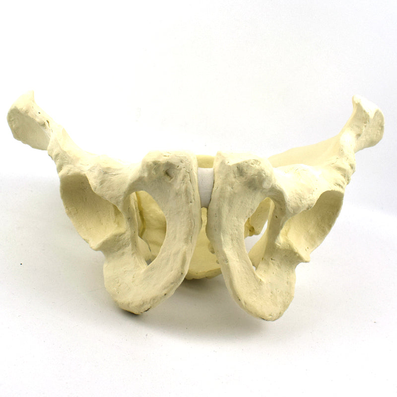 Advanced Pelvis Model for Orthopedic Training