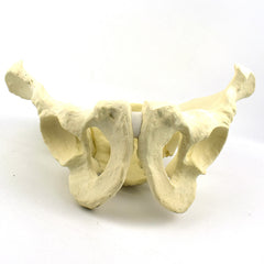 Advanced Pelvis Model for Orthopedic Training