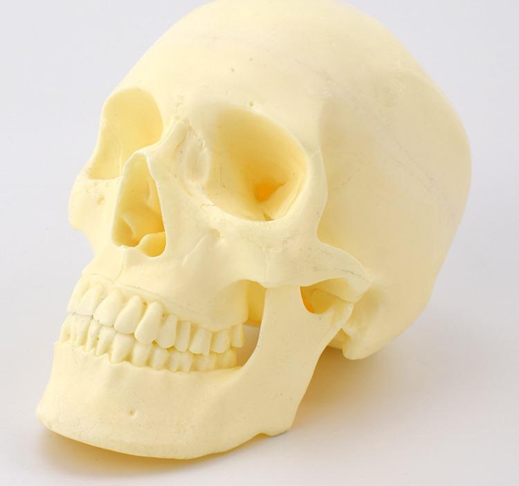 Advanced Skull Model for Surgical Training
