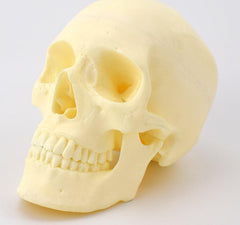 Advanced Skull Model for Surgical Training