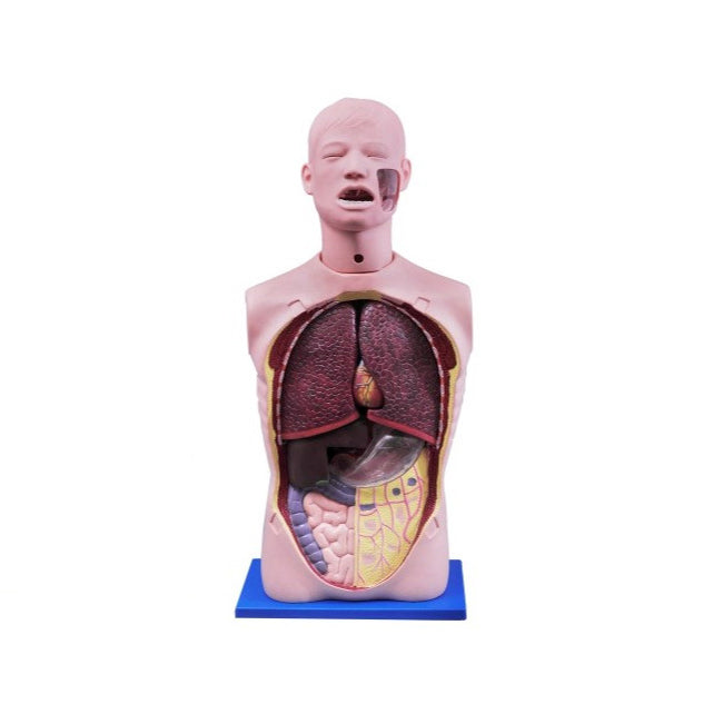 Advanced Transparent Gastric Lavage Training Model