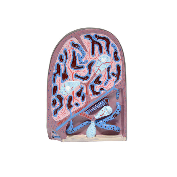 Microscopic Structure Spleen Model