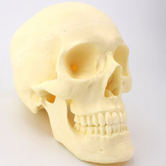 Advanced Skull Model for Surgical Training