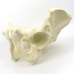 Advanced Pelvis Model for Orthopedic Training
