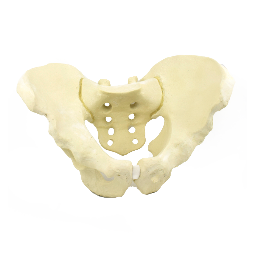 Advanced Pelvis Model for Orthopedic Training