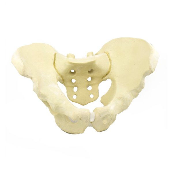 Advanced Pelvis Model for Orthopedic Training