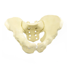 Advanced Pelvis Model for Orthopedic Training